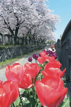 博多から天神まで10万本のチューリップが彩る「福博花しるべ」