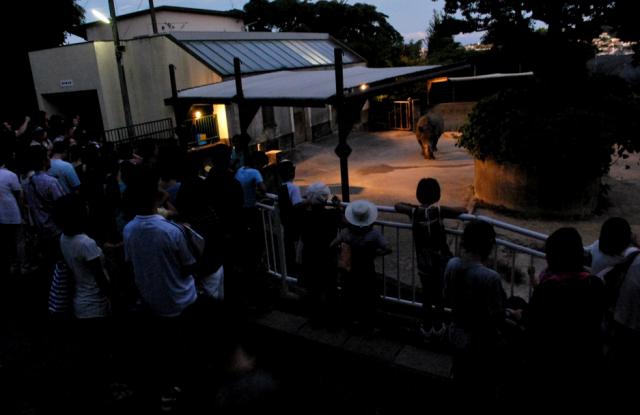 ８月の毎週土曜日「夜の動物園」