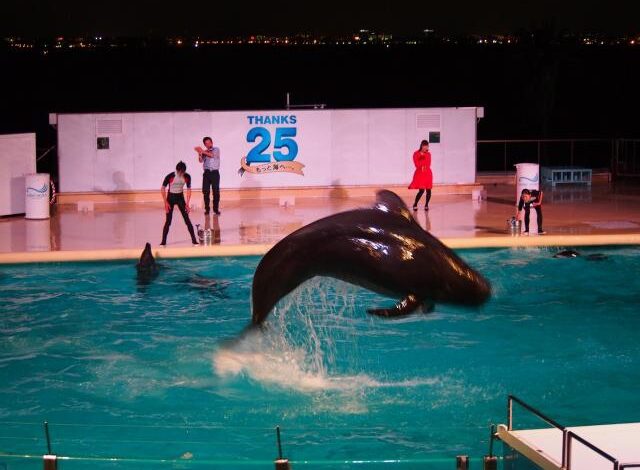 マリンワールド海の中道「夜の水族館」