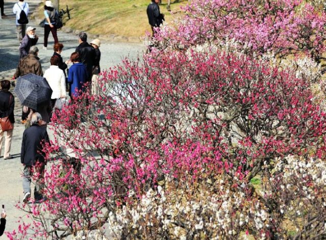 福岡のお花スポット♪2016春