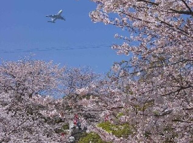 お花見情報2017