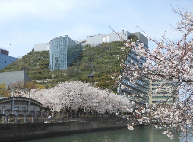 【桜】～天神さくらまつり～