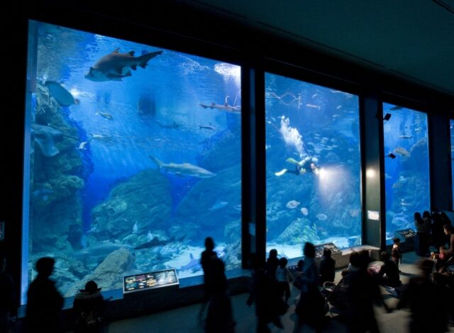 【土日祝】夜の水族館～マリンワールド海の中道～