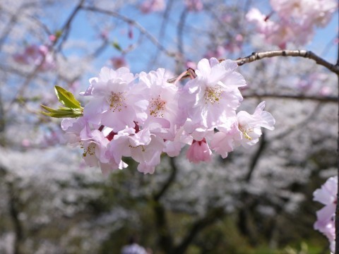 お花見情報2019　舞鶴公園（福岡城址）