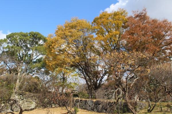 秋を彩る舞鶴公園の紅葉と浴衣レンタルのご紹介！！