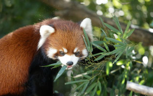 福岡市動物園